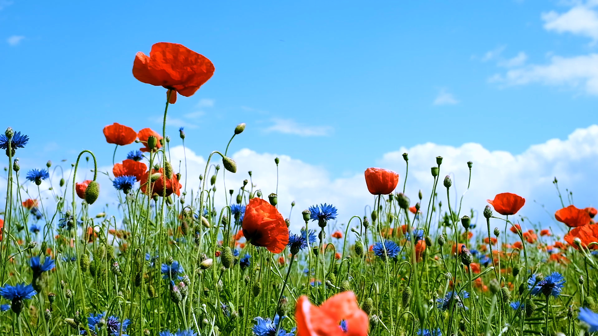 Eine Wildblumenwiese unter blauem Himmel